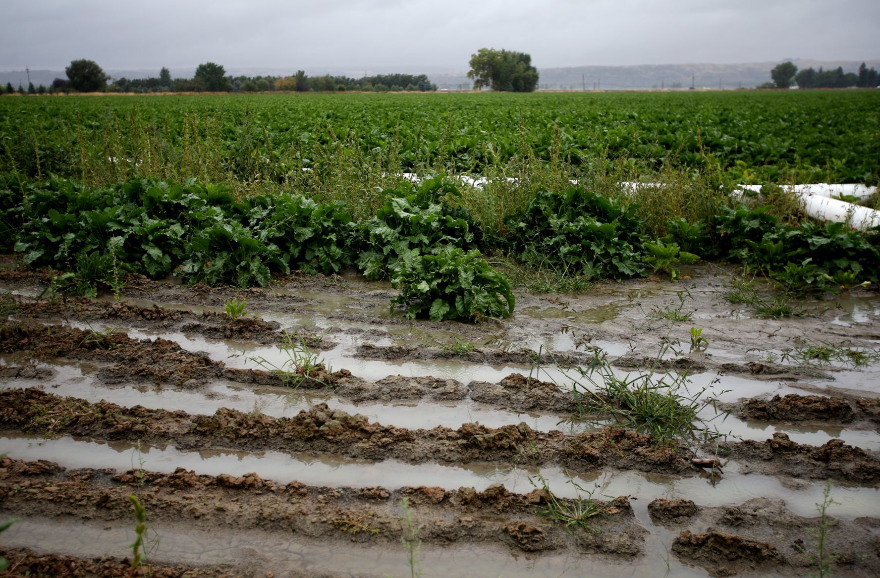 Rainy sugar beets